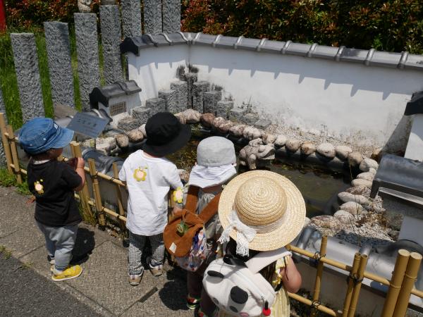 めだかを見る様子