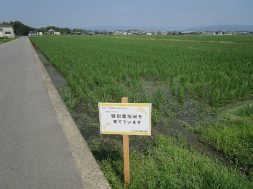 特別栽培米